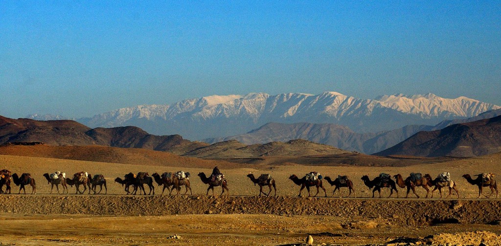 automatarkiverad foto : emilio morenatti : a camels line move forward by ta'mirat valley toward jalalabad city, 130 km (80 miles) east of kabul, afghanistan. on sunday, jan. 23. 2005.  (ap photo/emilio morenatti)